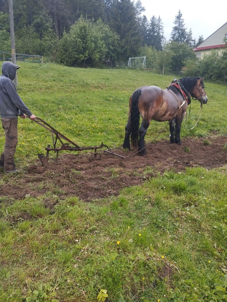 Sprzedam klacz zimnokrwistą