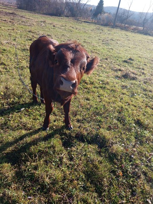 Молода теличка..