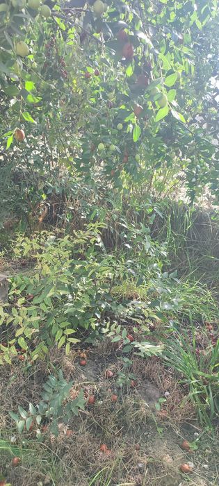 Продам китайский финик.