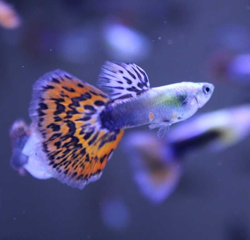Guppys Red Mosaico