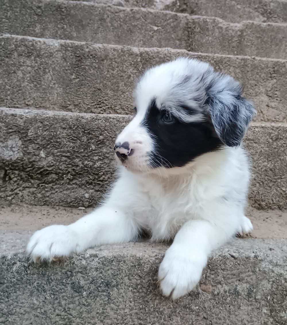 Samiec blue merle border collie metryka FCI