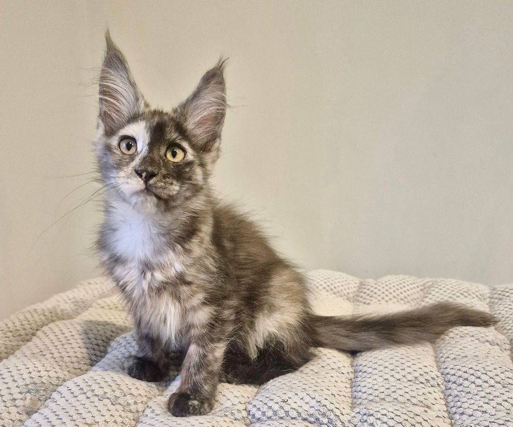 Koteczka Becia rasy Maine Coon!!!