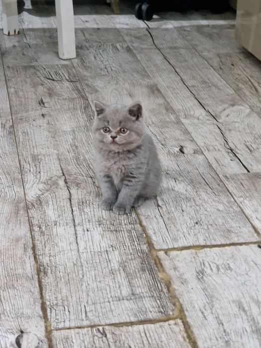 Szkocka koteczka"EMI"