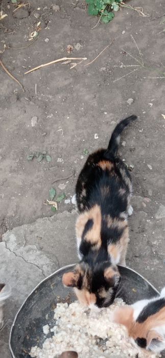 Отдам в хорошие руки котёнка, девочка