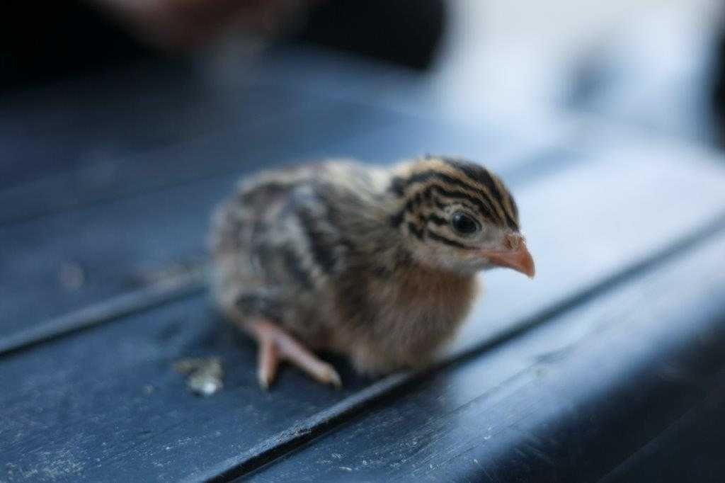 PISKLĘTA perliczki brojler, brojler zagrodowy REBO