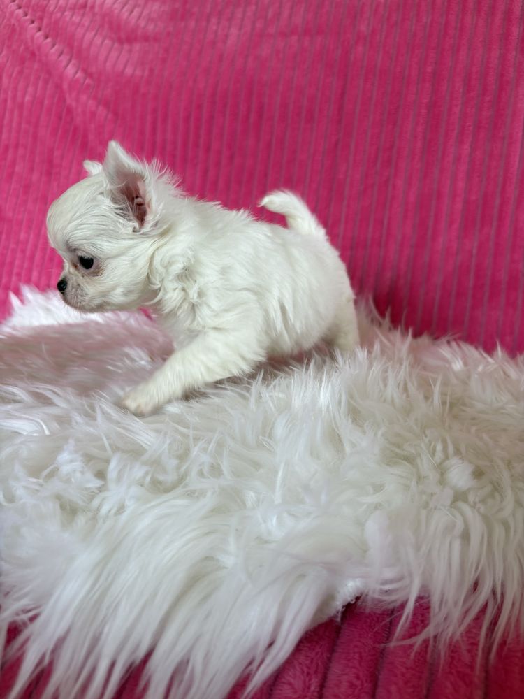 Chihuahua śnieżnobiała  mini sunia Jessy