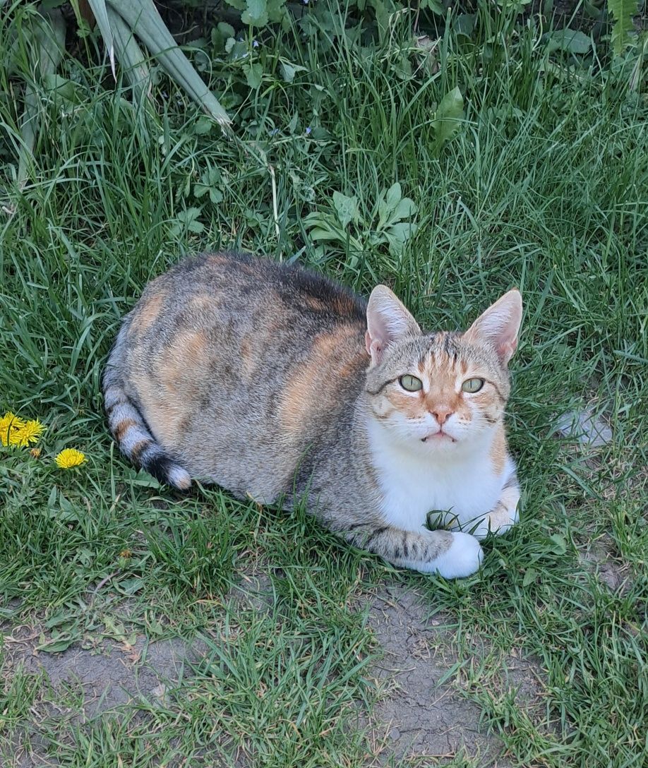 Трьохколірна киця та її син (чорний котик) шука