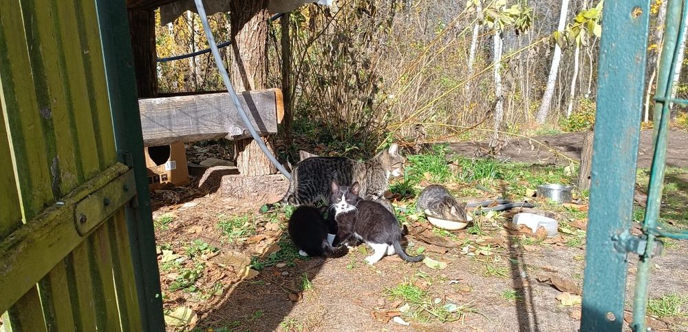 Bezdomne kotki czekają na dom