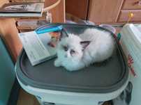 Kociczka ragdoll