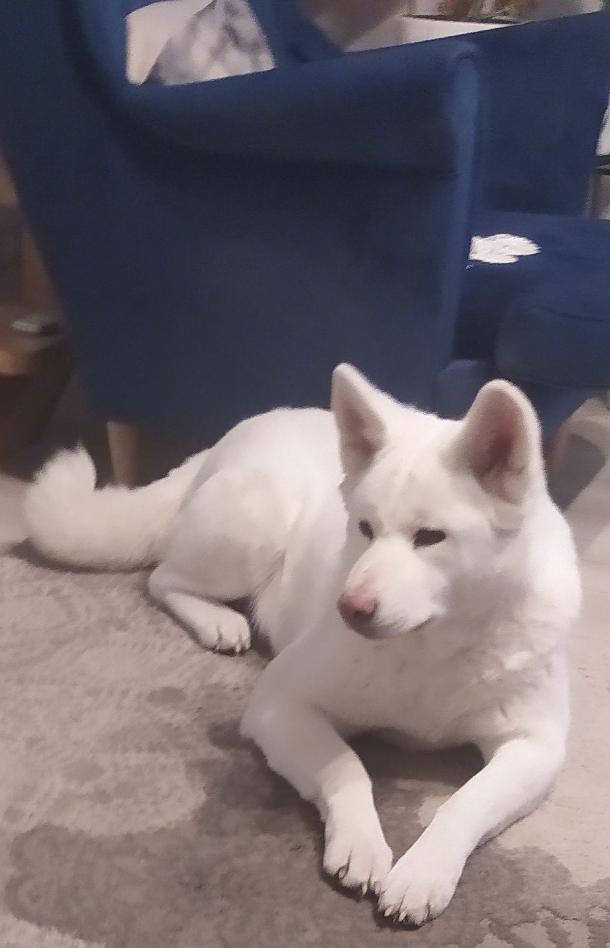 Akita Inu Piesek