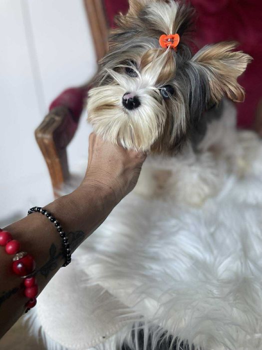 Bluberry yorkshire terrier miniaturka biewer 1 ,20 kg paszport