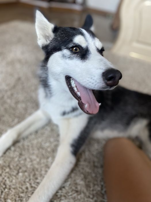 Продається чистокровна хаска