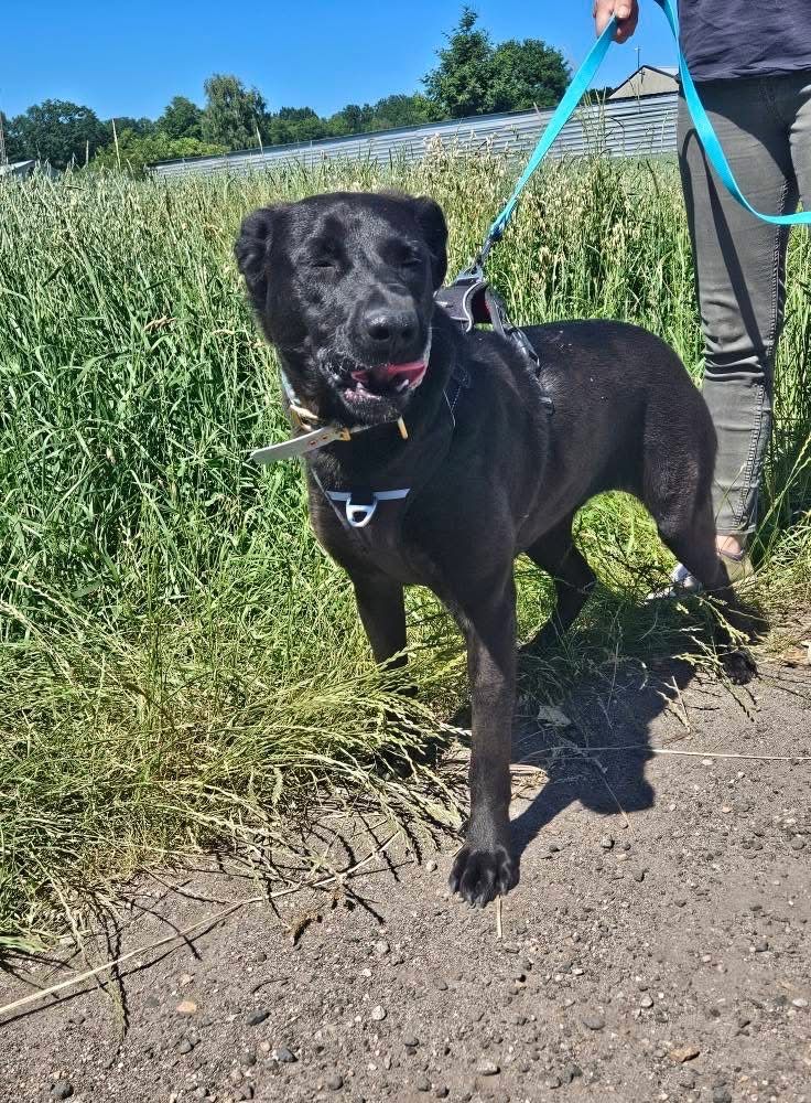 Emi w typie labradora do adopcji