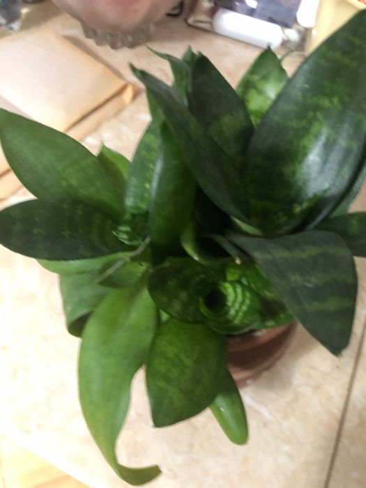 Вазон з родини сеансів»єра,невеликий