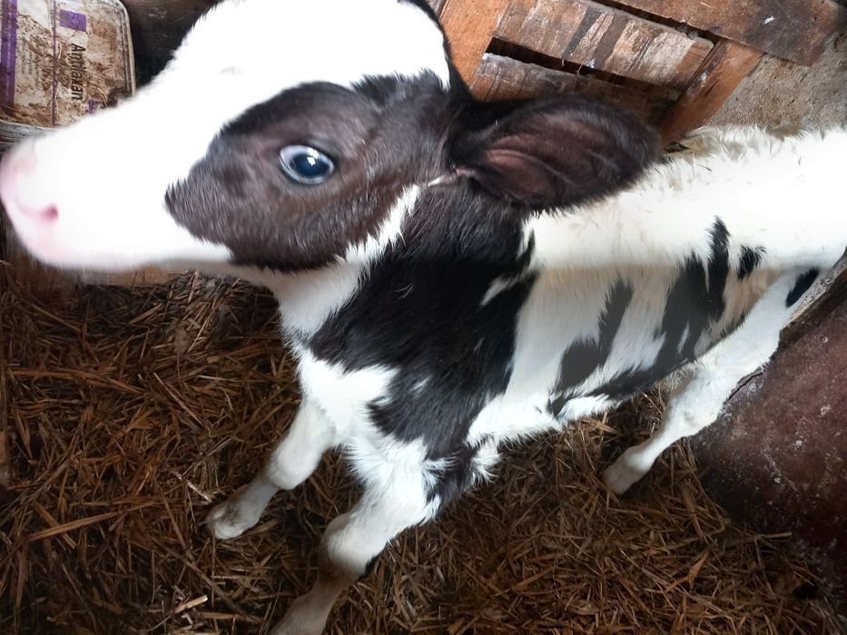 Byczek , byk , cielak