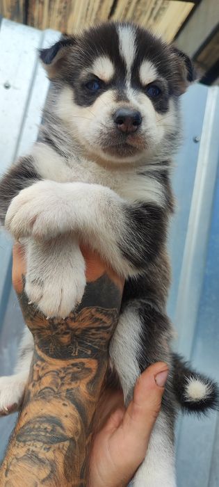 Сибірський хаскі