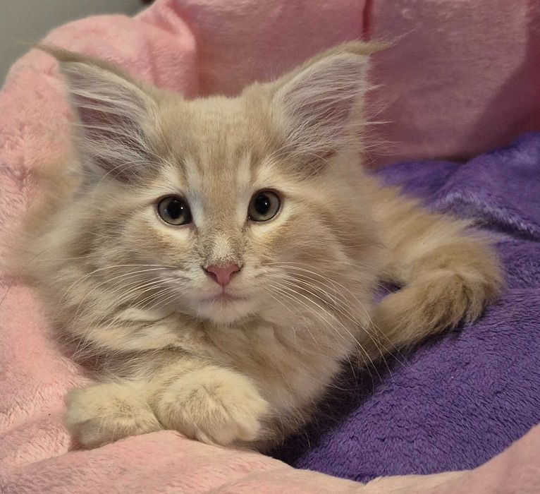 Gatinha Bosques da Noruega c/Lop