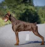 Szkolony, wyjątkowy 7 miesięczny pies doberman