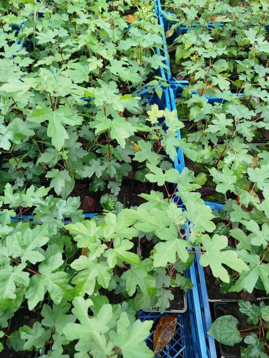 Саджанці дерев на дорощування