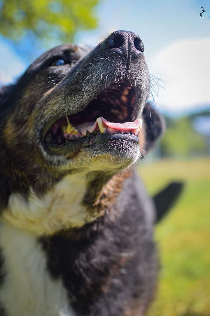 Na spacerach jeszcze potrafi się uśmiechać. Pies do adopcji!