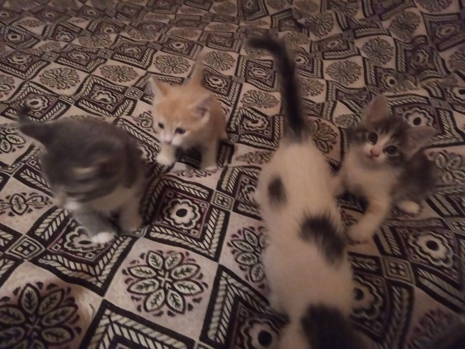 Кошенята шукають дім