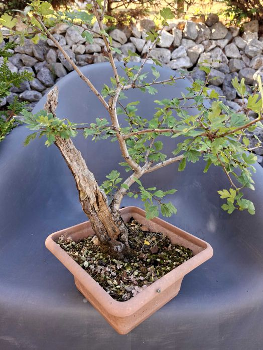 Pré-Bonsai Crataegus monogyna
