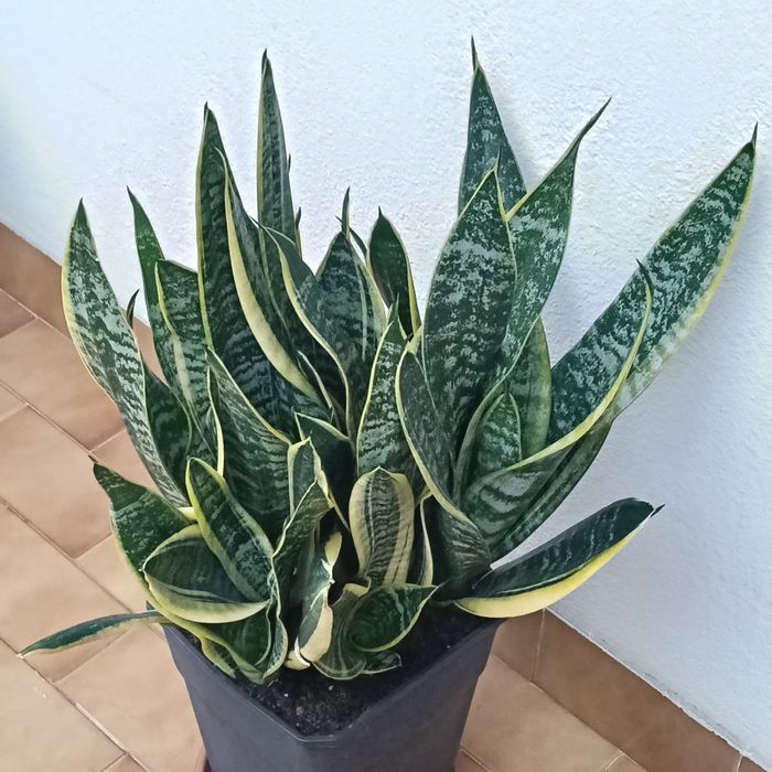 Campo Grande - Vendo Plantas Lindíssimas