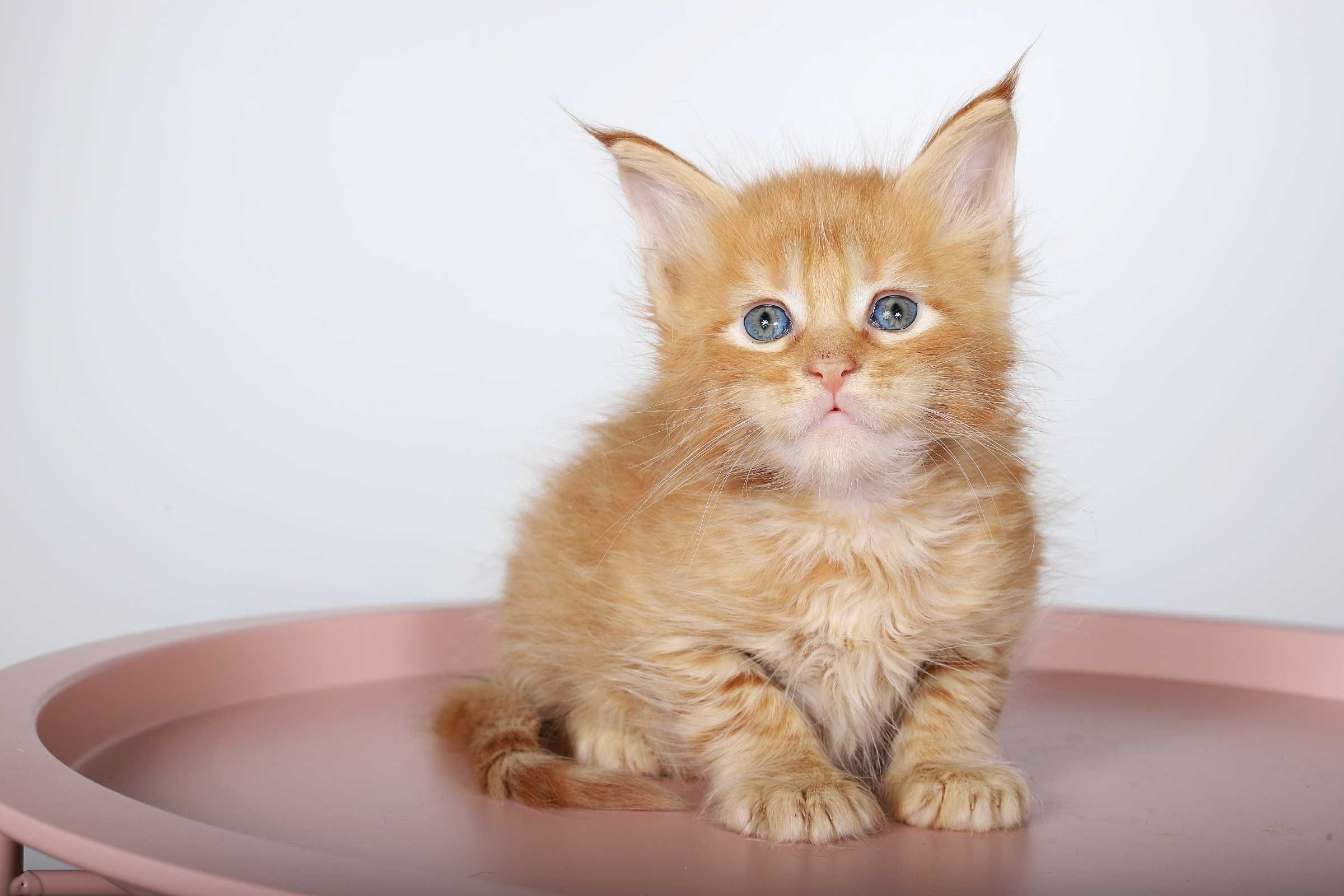 Котята классических окрасов от супер родителей