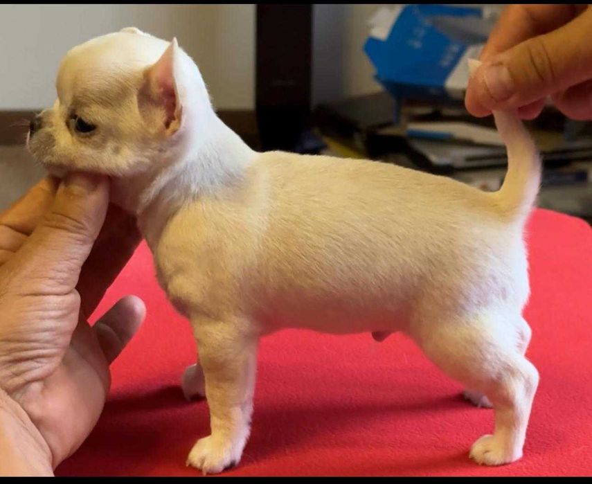 Chihuahua kremowa