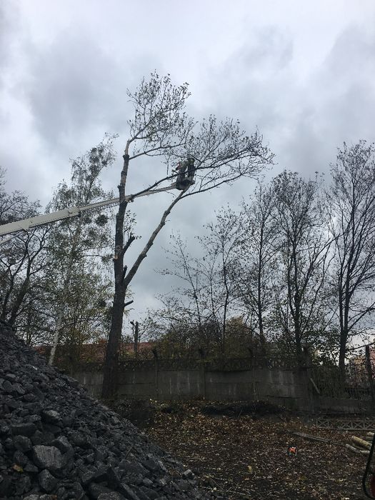 Wycinka drzew Śląskie, Częstochowa, Myszków, Lubliniec, Tarnowskie Gór