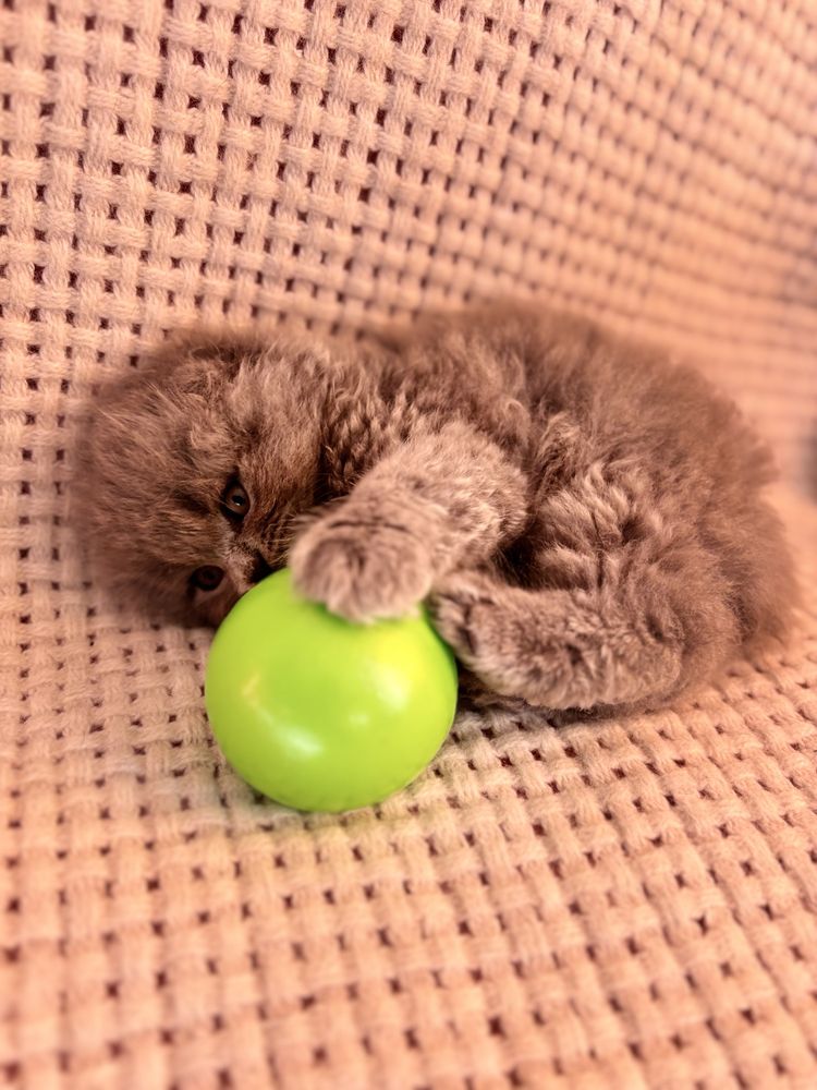 Шотландські кошенята