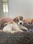 Jack Russell Terrier Chesterek Wszystkie Szczepienia Plus Paszport