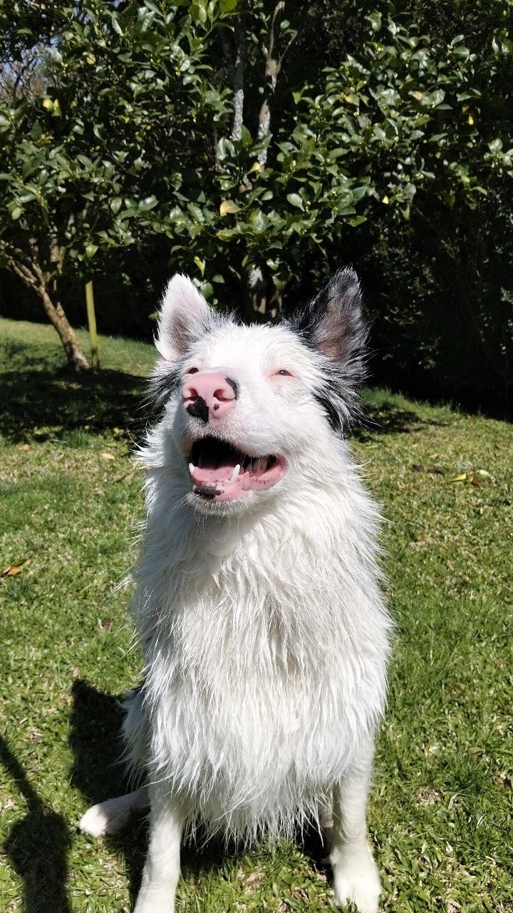 Border collie para acasalamento