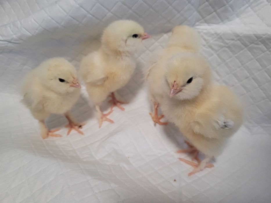 Pisklaki marans fawerola silka Lakenfelder