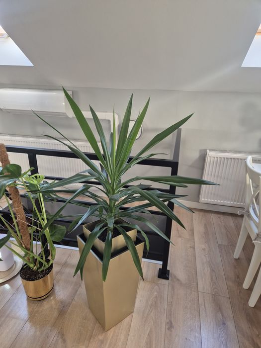 Kwiat doniczkowych xxl juka zdrowa duza z donica