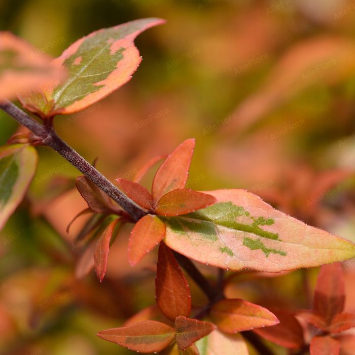 Abelia wielkokwiatowa barwne liście 'Kaleidoscope'  2L