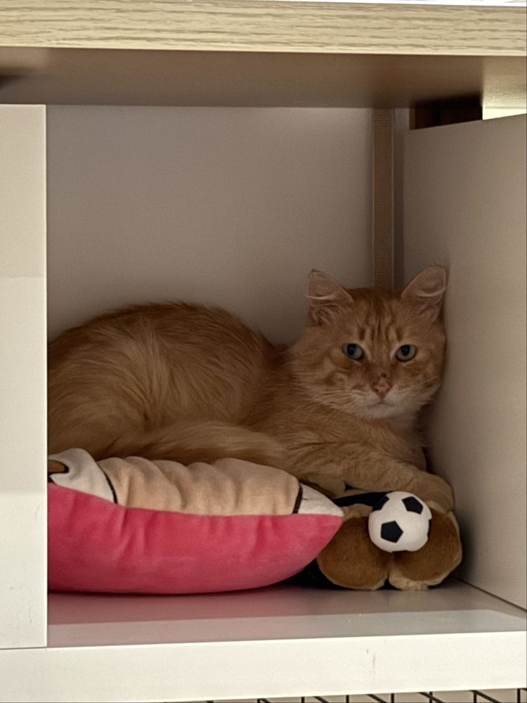gato meigo jovem para adoção