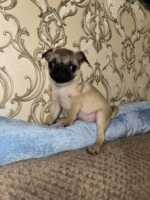 Міні-міні дівчинка