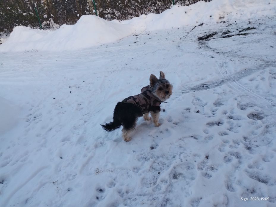 Kurtka dla małego psa