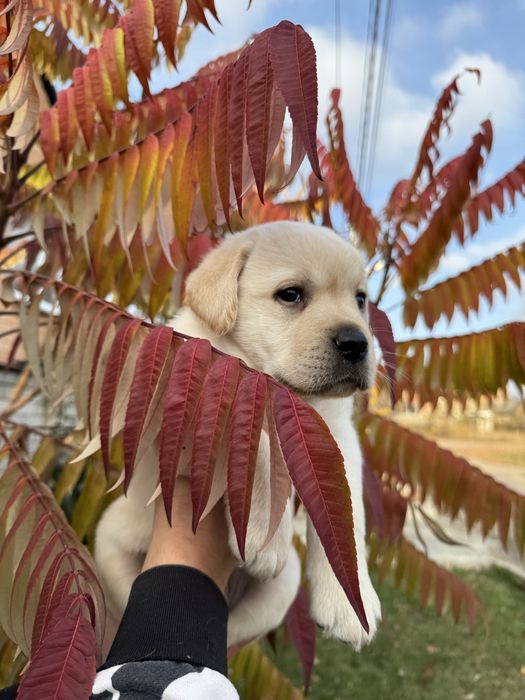Маленький красунчик , хлопчик з документами