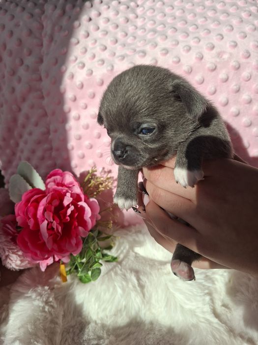 Chihuahua krótkowłosy BLUE Lolek