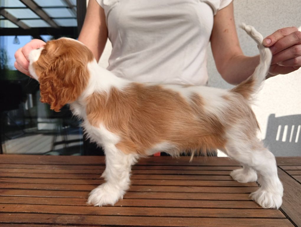 Cavalier King Charles Spaniel ZKwP
