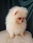 Szpic Miniaturowy- Pomeranian- Suczka