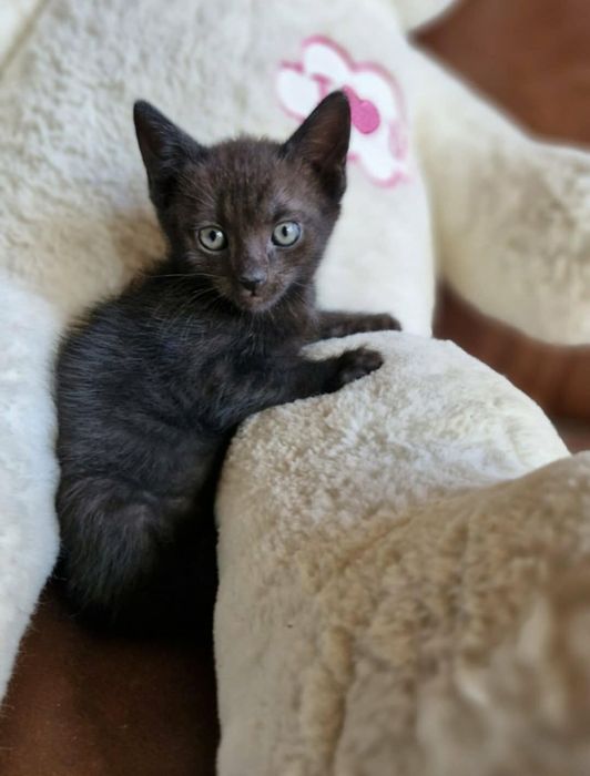 Kociaki do adopcji - razem lub osobno