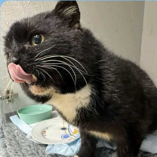Walenty - kotek do adopcji