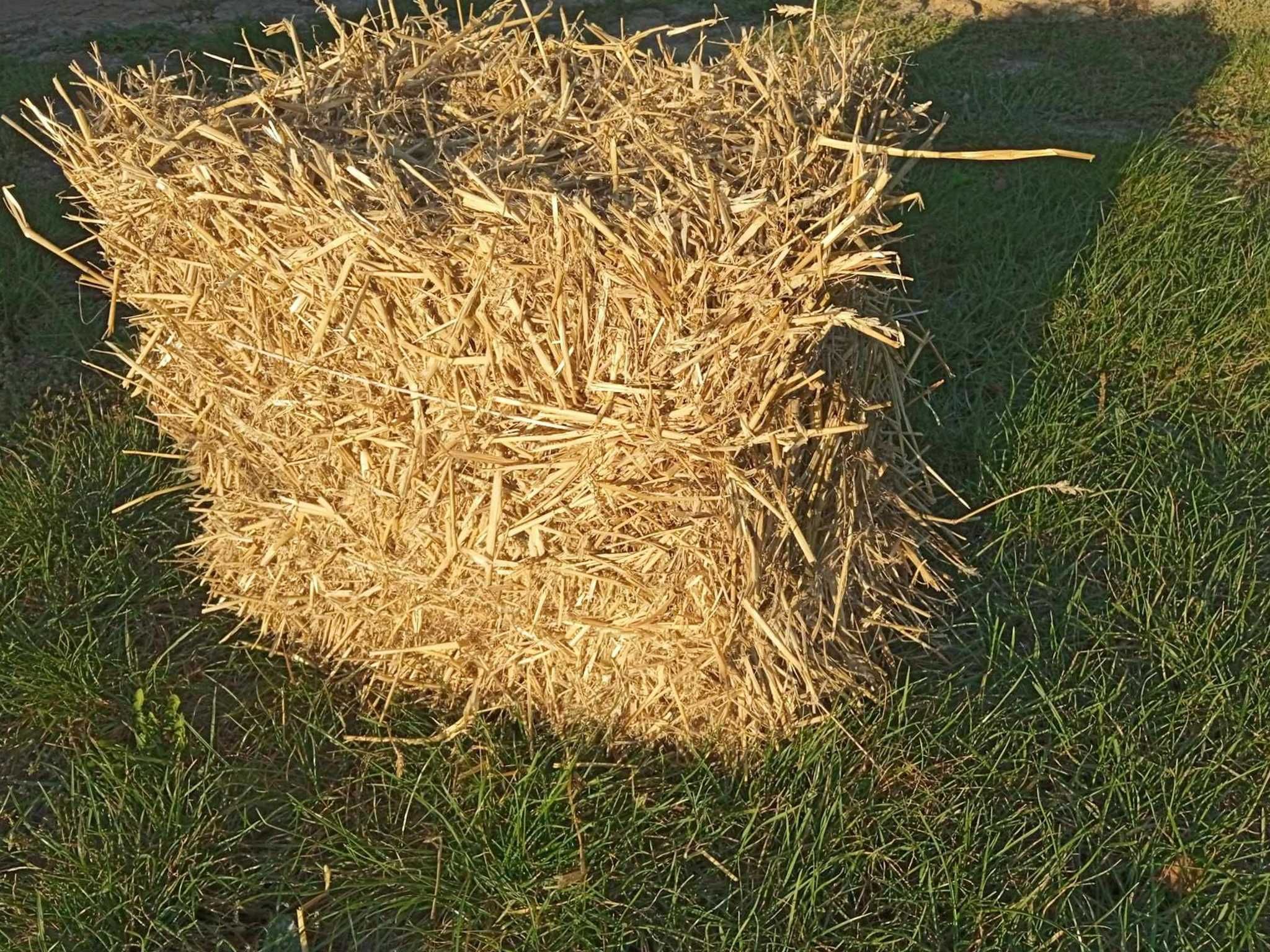 Słoma, ściółka do budy dla psa królika drobiu 5kg