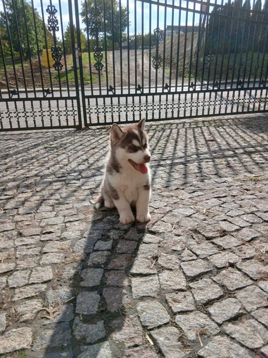 Sprzedam szczeniaka rasy Syberian husky z rodowodem
