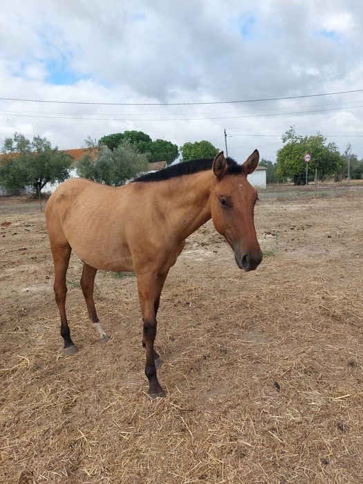Poldra lusitana baia