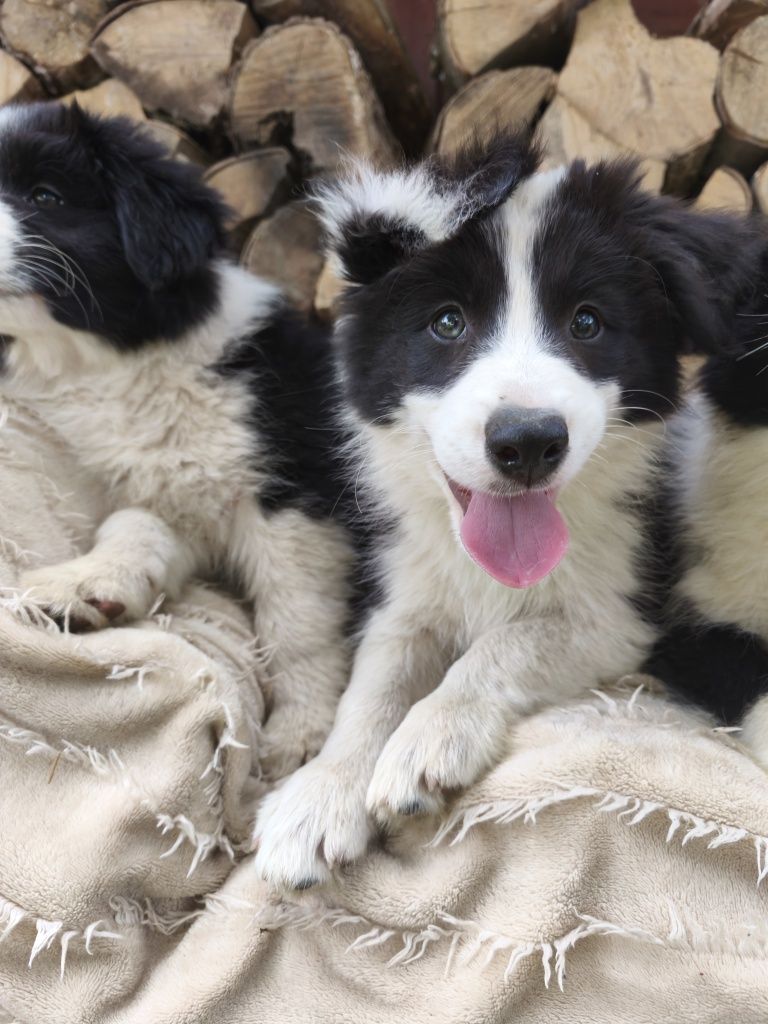 Border collie samiec