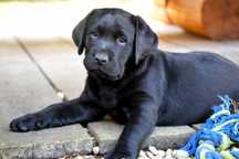 Piękny Szczeniak Labrador Retriever